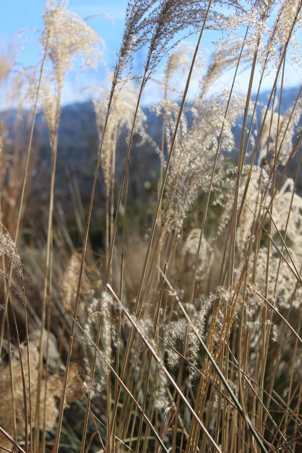 Chez Elles En Provence Villa Nans-les-Pins Dış mekan fotoğraf